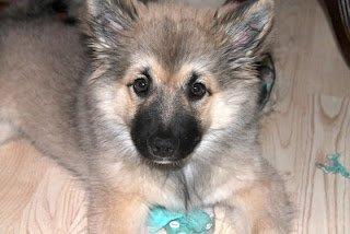 Islandsk fårehund Salka billede 3