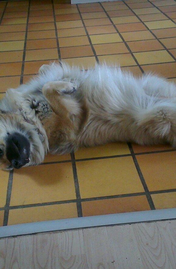 Islandsk fårehund Salka billede 4