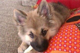 Islandsk fårehund Salka billede 5