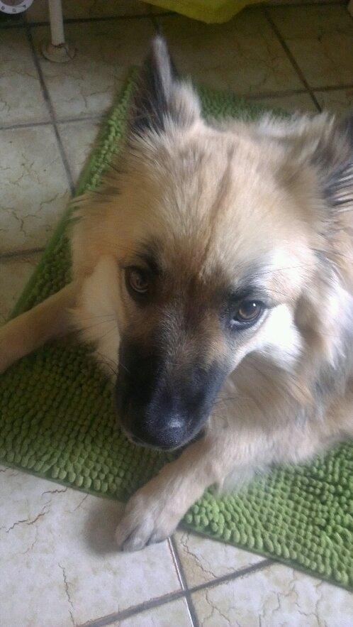 Islandsk fårehund Salka billede 6