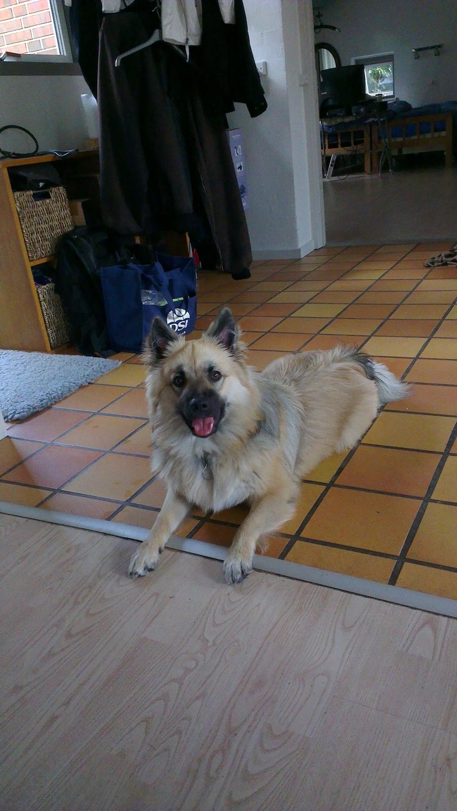 Islandsk fårehund Salka billede 7