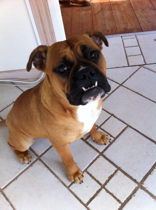 Olde english bulldogge Østergaards Oliva/Cherie billede 2