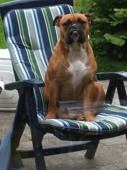 Olde english bulldogge Østergaards Oliva/Cherie billede 3