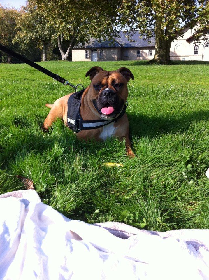 Olde english bulldogge Østergaards Oliva/Cherie billede 4
