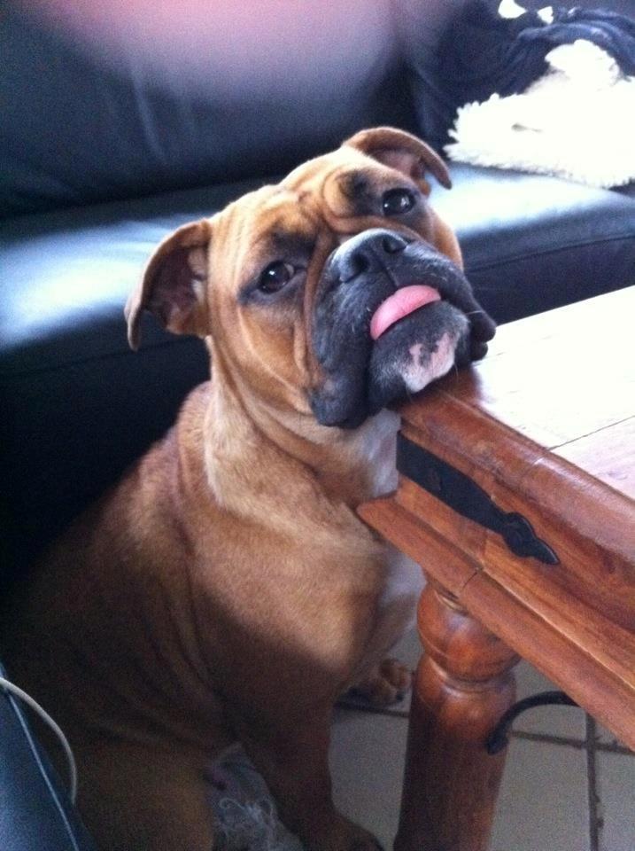 Olde english bulldogge Østergaards Oliva/Cherie billede 5