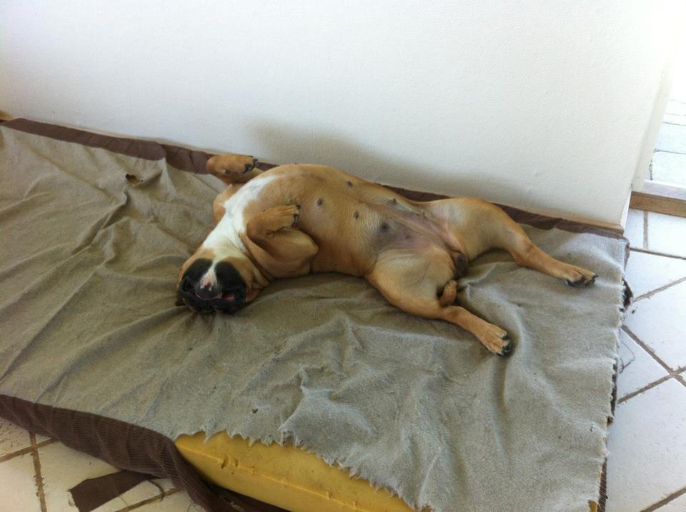 Olde english bulldogge Østergaards Oliva/Cherie billede 6