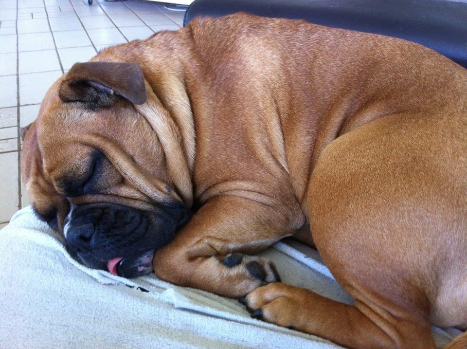 Olde english bulldogge Østergaards Oliva/Cherie billede 7