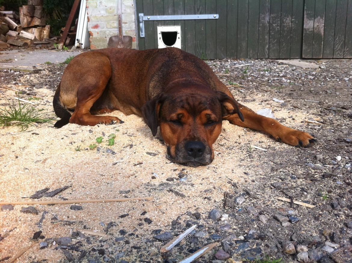 Blanding af racer Freya billede 17