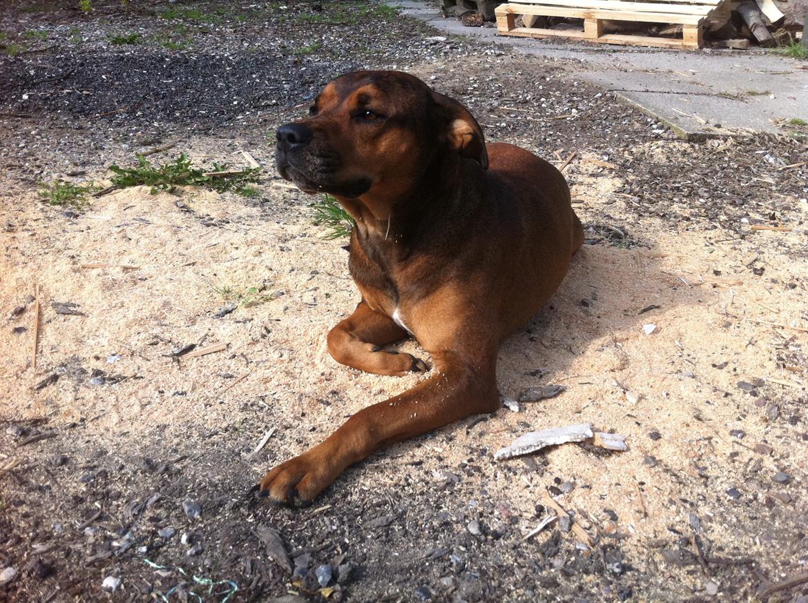 Blanding af racer Freya billede 18