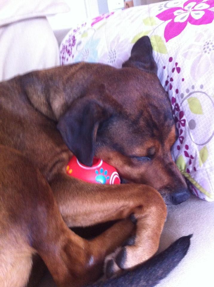 Blanding af racer Freya billede 19