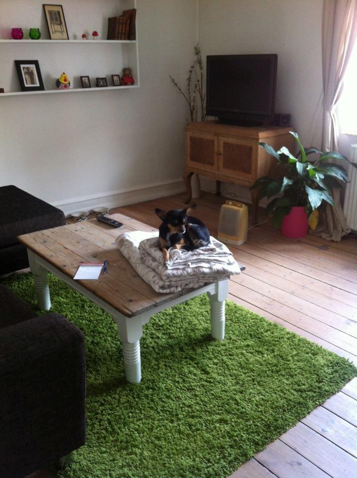 Russisk toy terrier Pixie - Hvordan er det nu det er... Jeg må ikke være på bordet, men jeg må godt være på tæppet. Må jeg så godt være på bordet, når tæppet er der? billede 15