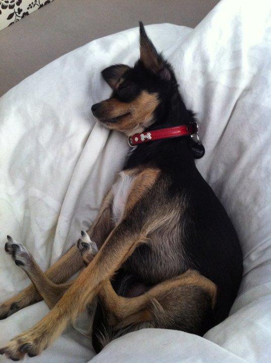 Russisk toy terrier Pixie - Kan godt li' at sove med strakte ben :) billede 16
