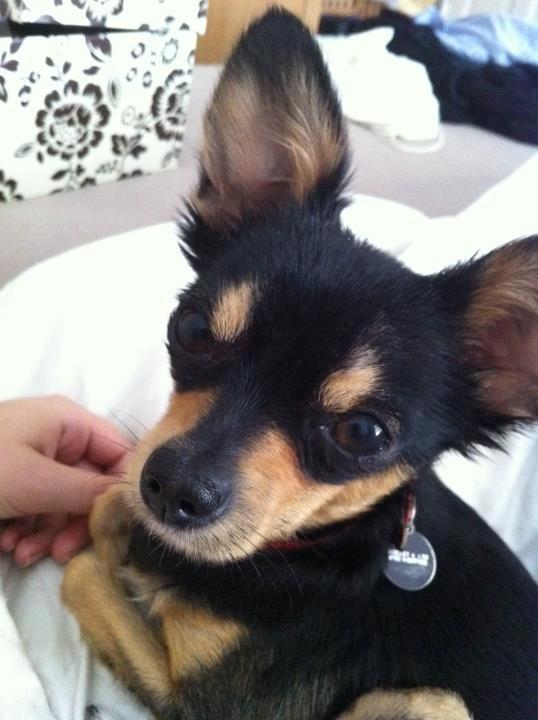 Russisk toy terrier Pixie billede 17