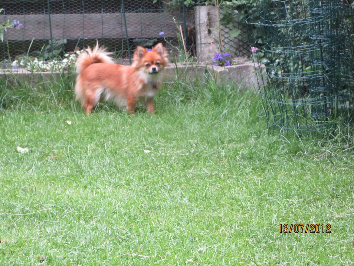 Blanding af racer cille billede 3