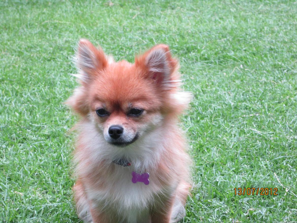 Blanding af racer cille billede 1