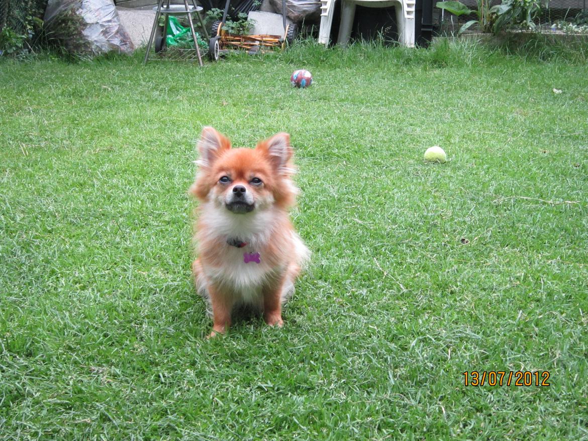 Blanding af racer cille billede 2