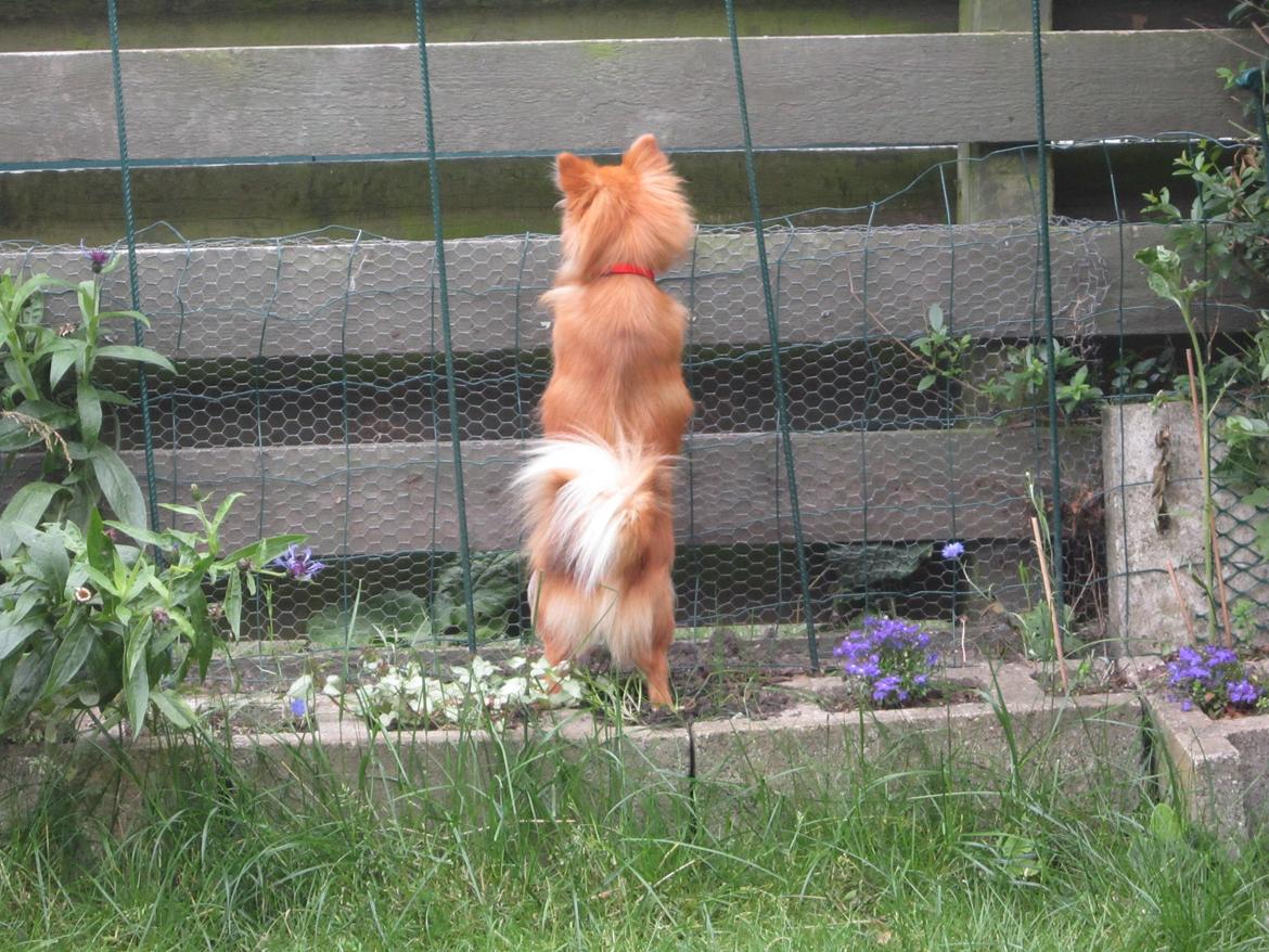 Blanding af racer cille billede 4