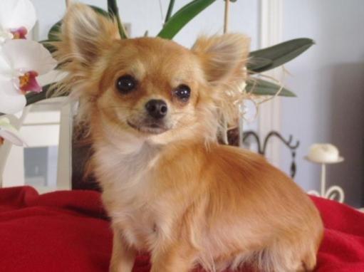 Chihuahua stars Danny ( Carlos) - Hans mor billede 6