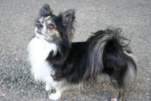 Chihuahua stars Danny ( Carlos) - hans far billede 7