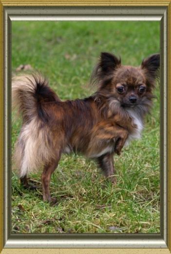 Chihuahua stars Danny ( Carlos) - Hans ene søn Alfie billede 8