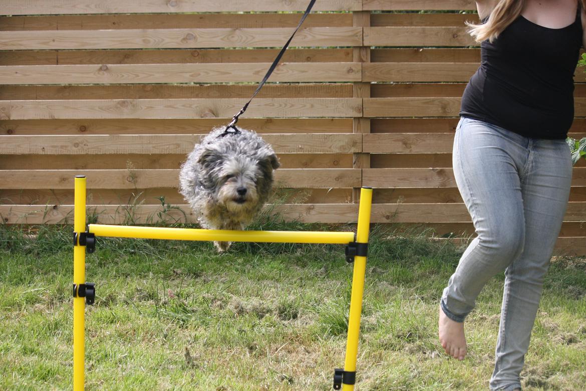 Blanding af racer Tiggi "Curley sue" billede 8