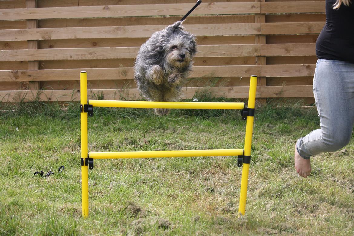 Blanding af racer Tiggi "Curley sue" billede 9