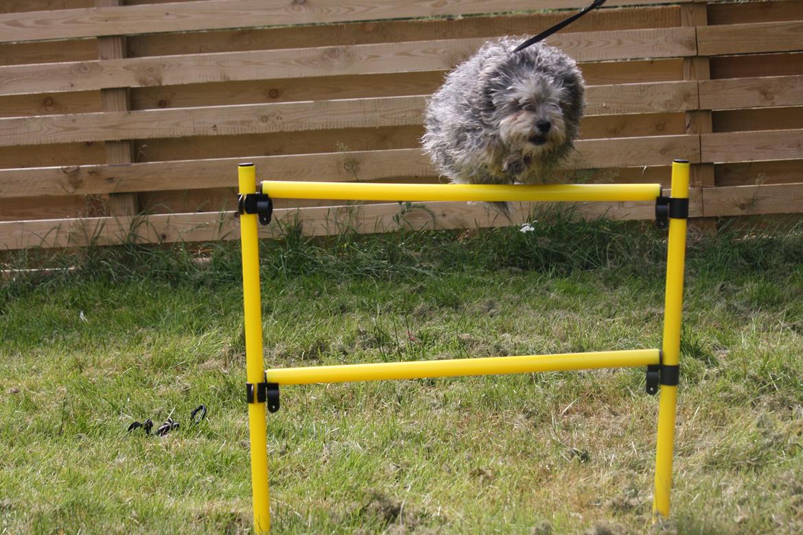 Blanding af racer Tiggi "Curley sue" billede 10