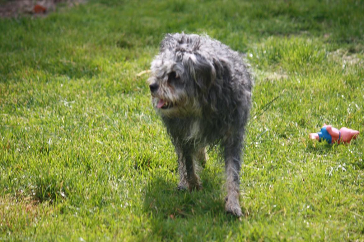 Blanding af racer Tiggi "Curley sue" billede 11