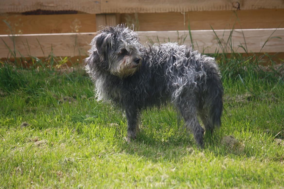 Blanding af racer Tiggi "Curley sue" billede 12