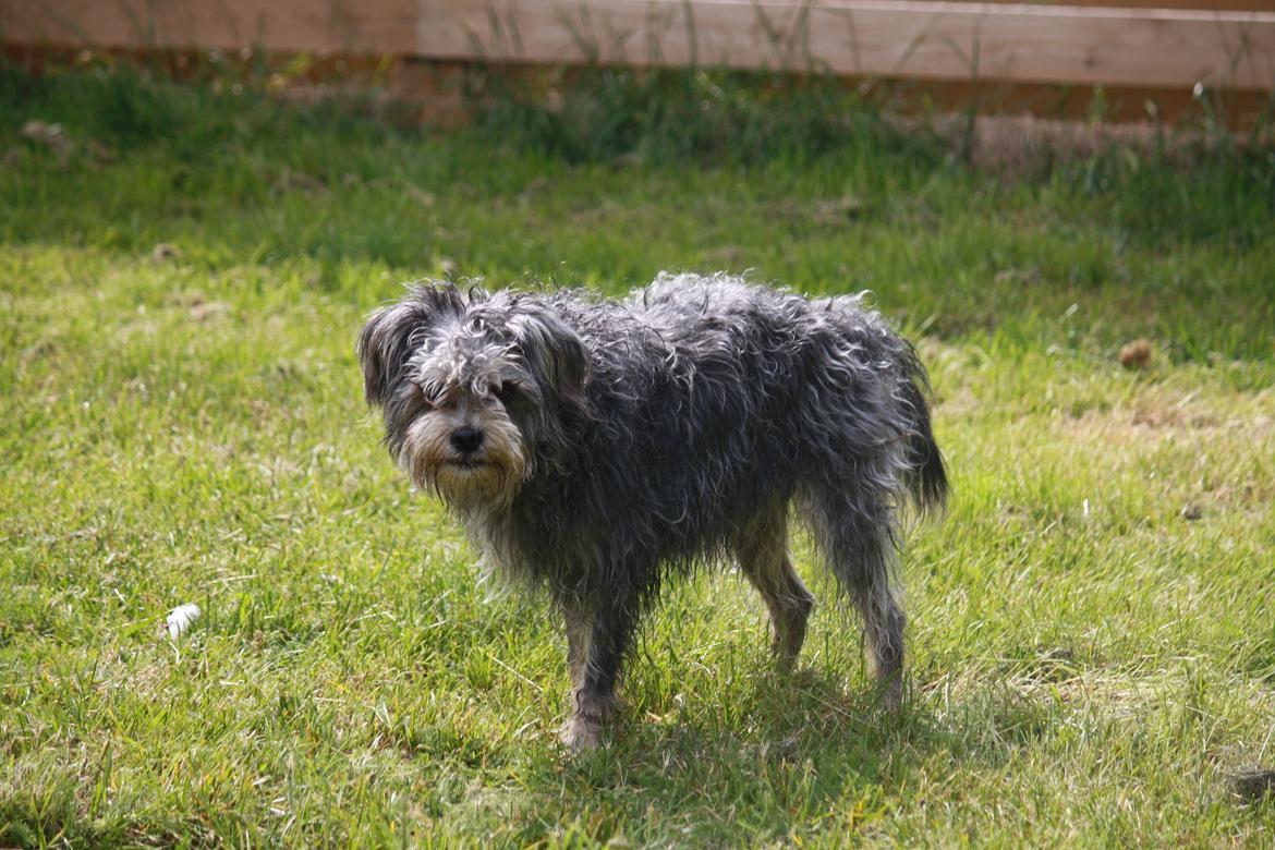 Blanding af racer Tiggi "Curley sue" billede 13