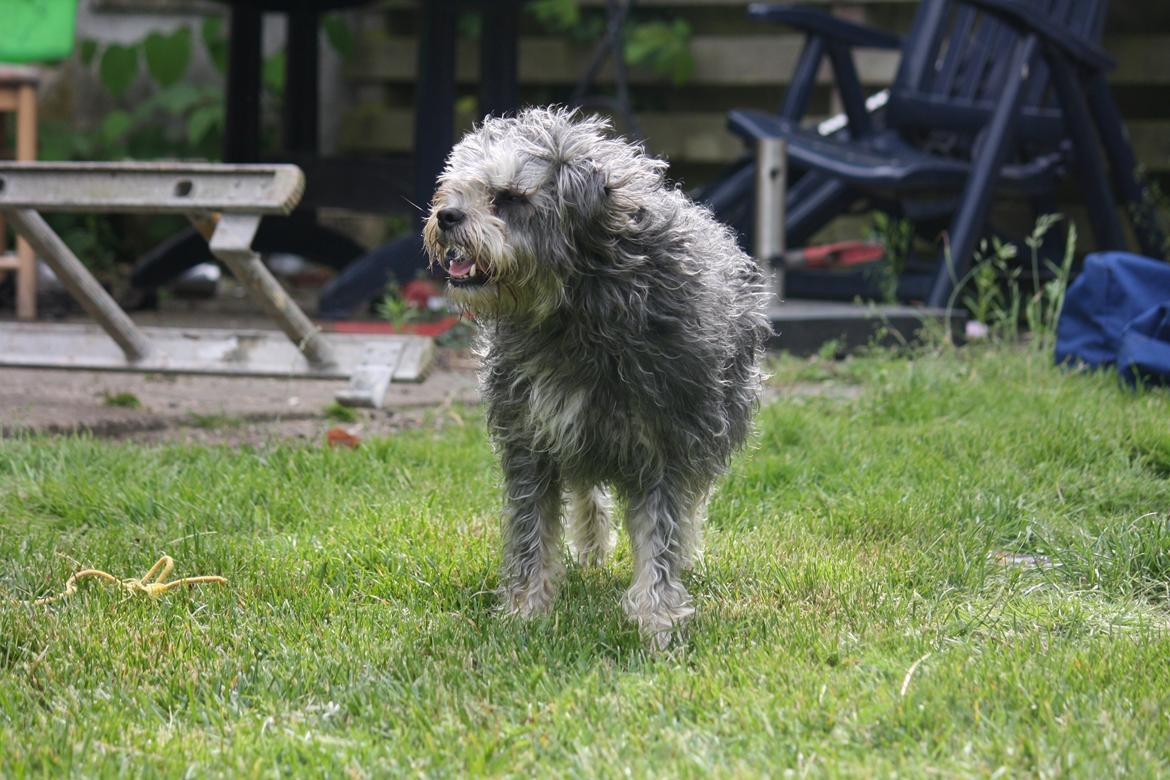 Blanding af racer Tiggi "Curley sue" billede 14