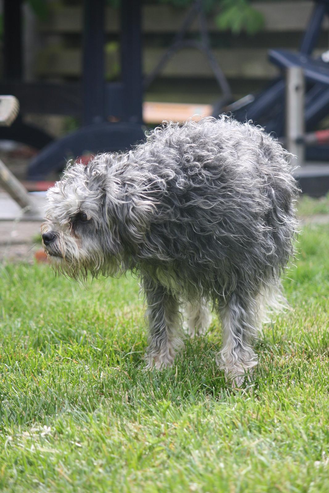 Blanding af racer Tiggi "Curley sue" billede 15