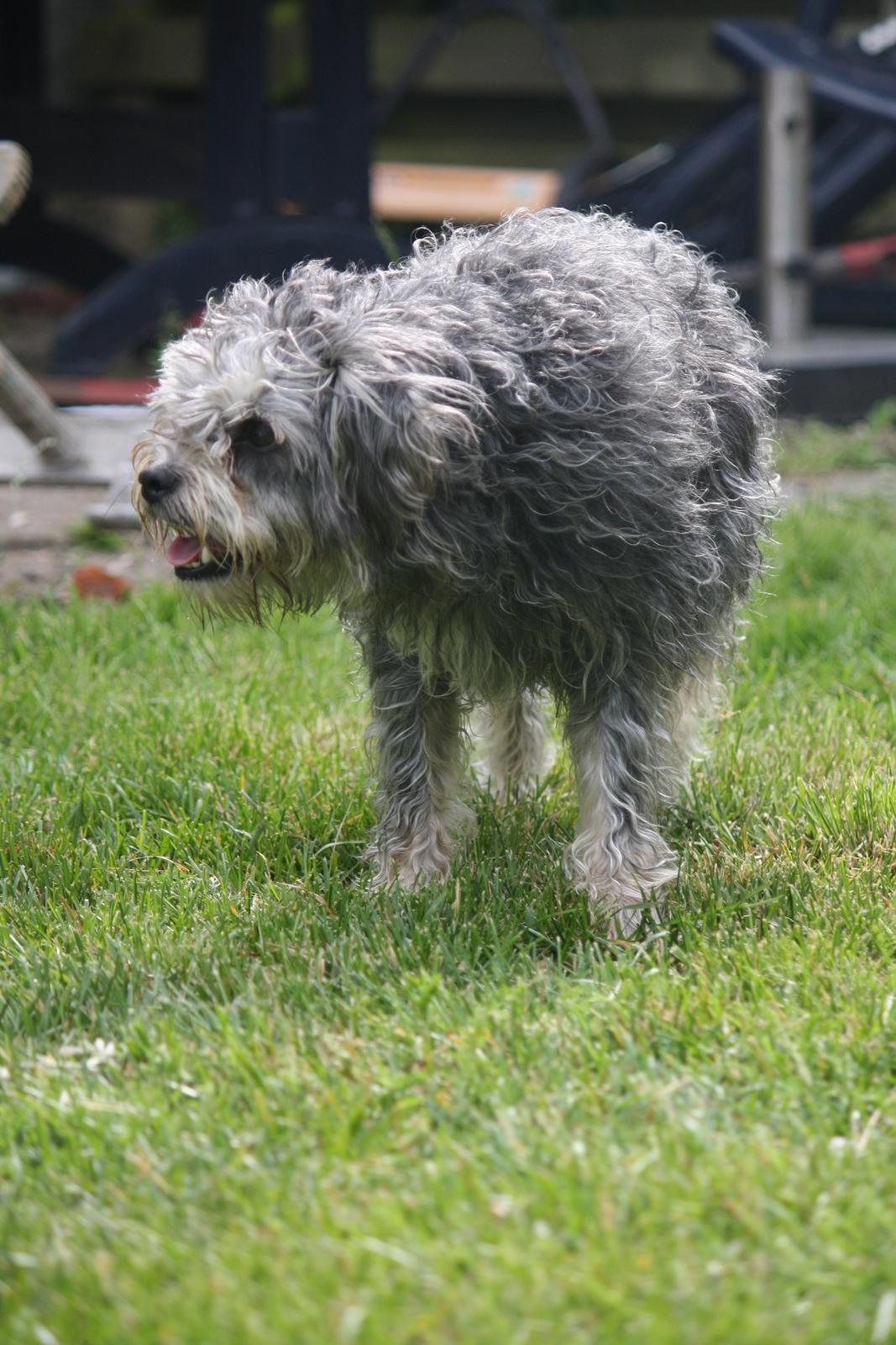 Blanding af racer Tiggi "Curley sue" billede 16