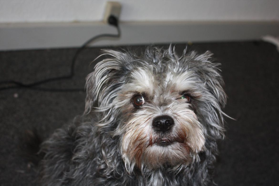 Blanding af racer Tiggi "Curley sue" billede 17