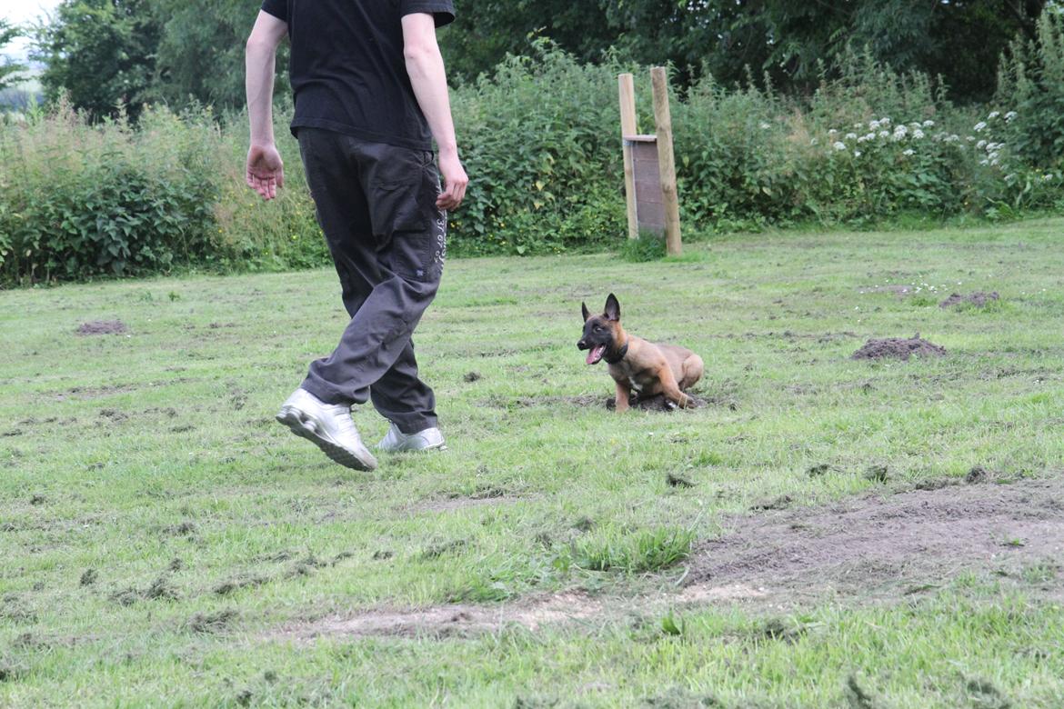 Malinois D-j ( Zerberuzdk.dk ) billede 11