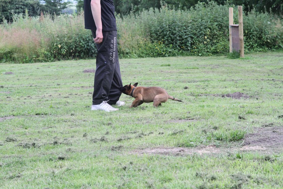 Malinois D-j ( Zerberuzdk.dk ) billede 12