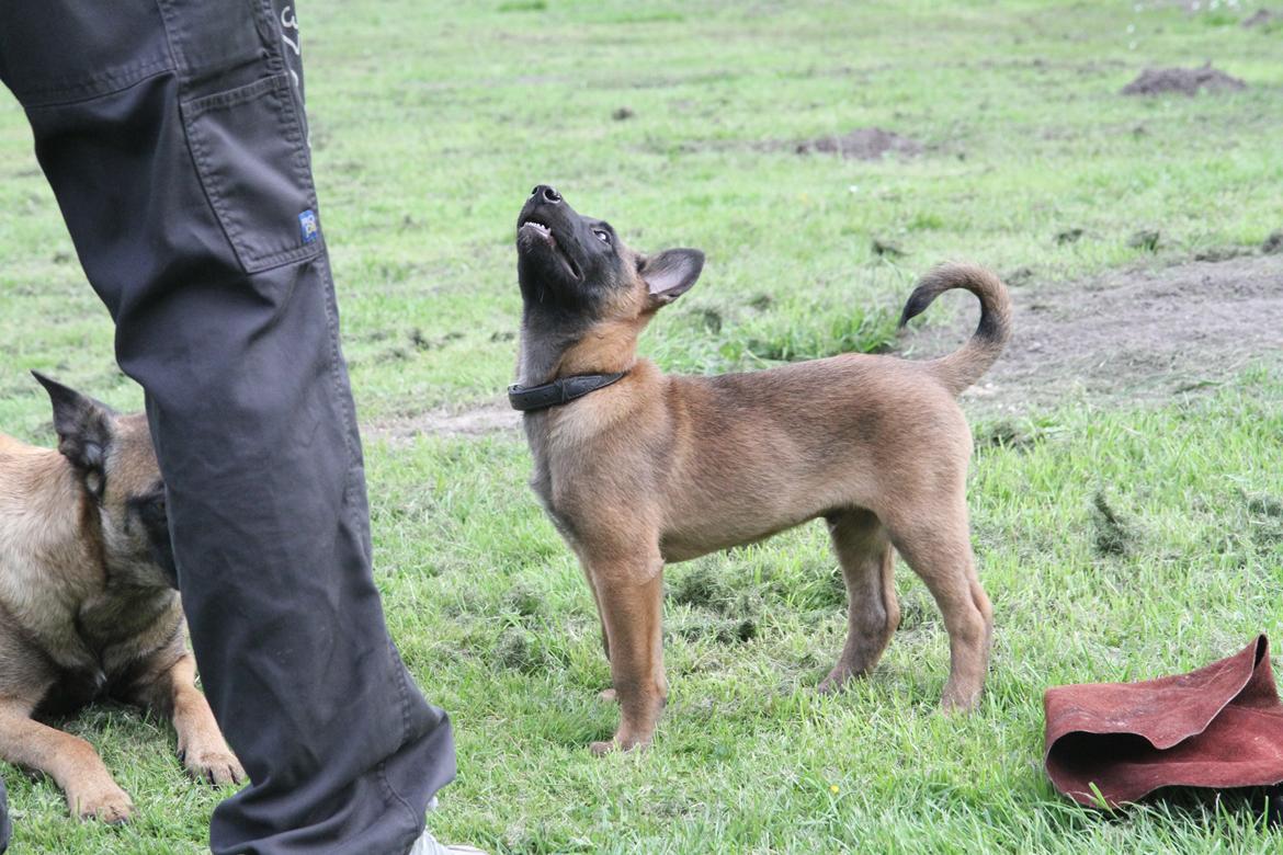 Malinois D-j ( Zerberuzdk.dk ) billede 13
