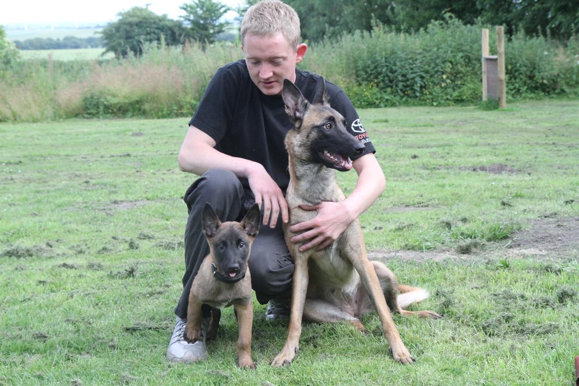 Malinois D-j ( Zerberuzdk.dk ) billede 14