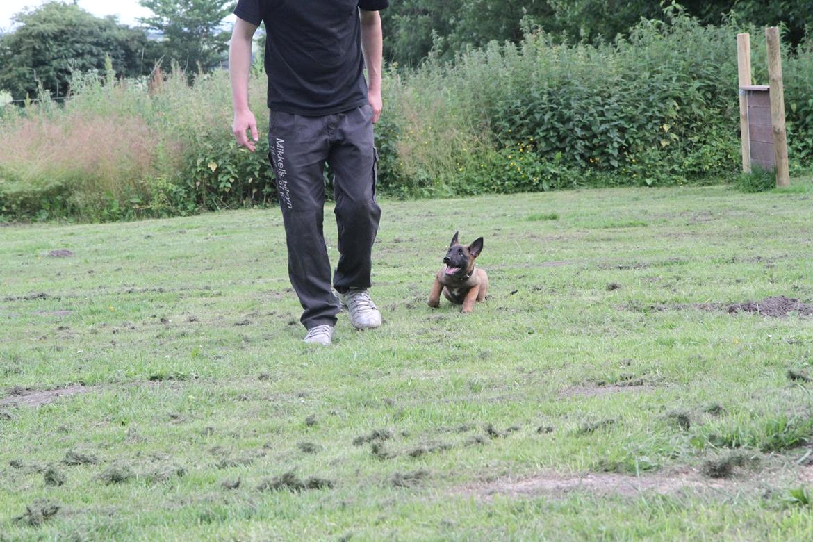 Malinois D-j ( Zerberuzdk.dk ) billede 15