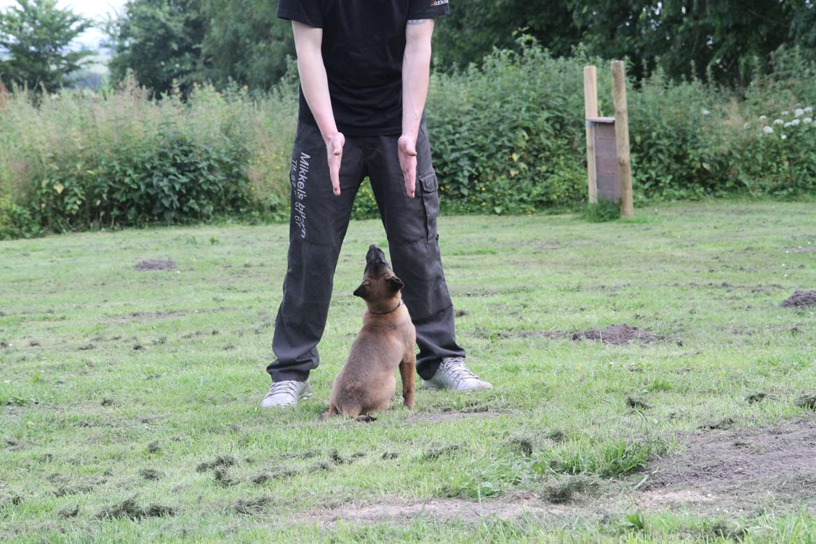 Malinois D-j ( Zerberuzdk.dk ) billede 16