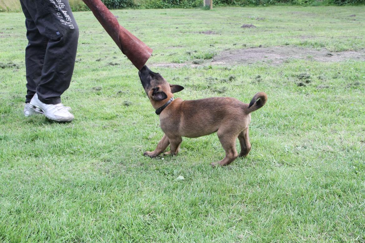 Malinois D-j ( Zerberuzdk.dk ) billede 17