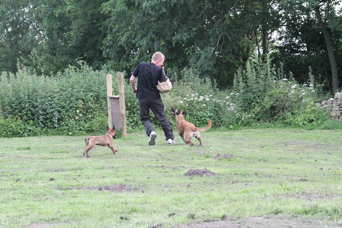 Malinois D-j ( Zerberuzdk.dk ) billede 18