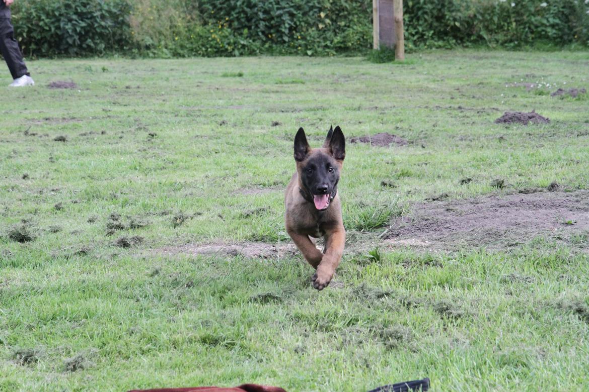 Malinois D-j ( Zerberuzdk.dk ) billede 1