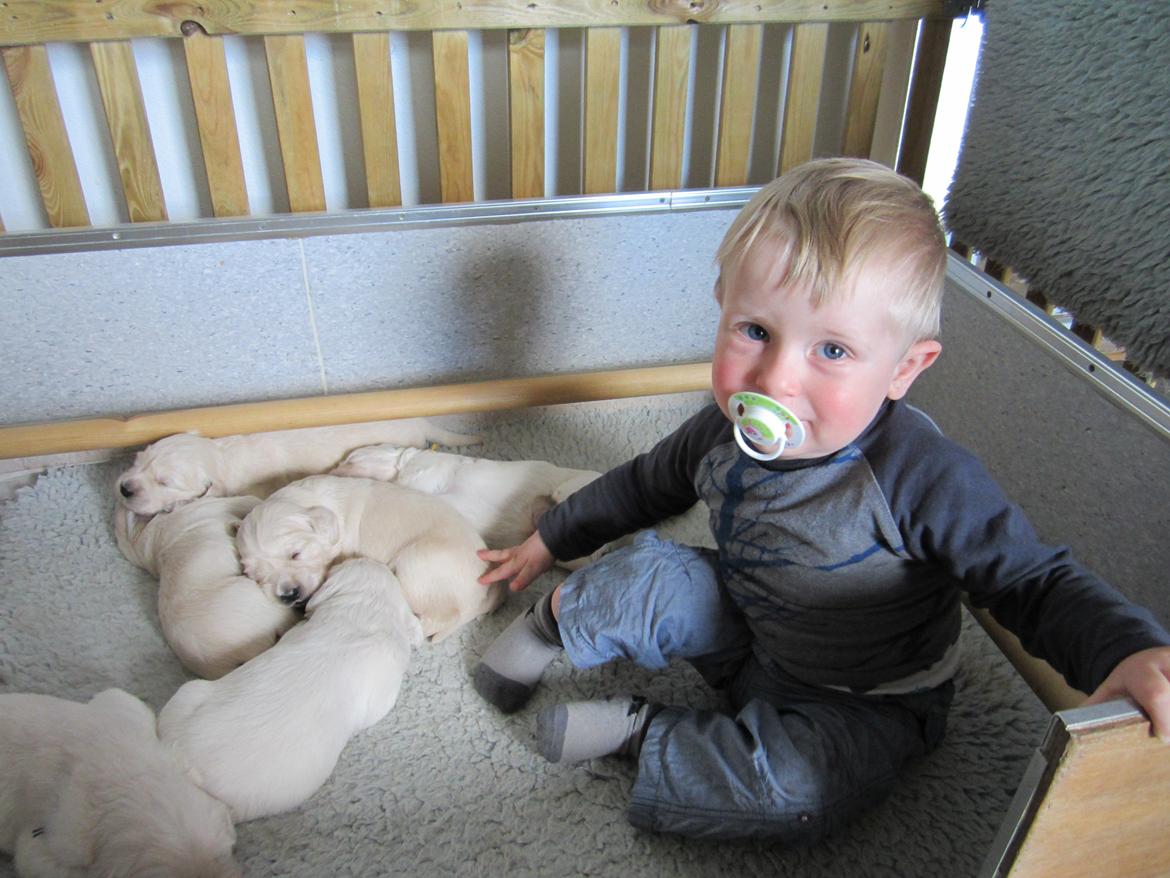 Golden retriever Grejsdalen Cimbo - Cimbo og hans nye store bror (Cimbo er den gule) billede 2