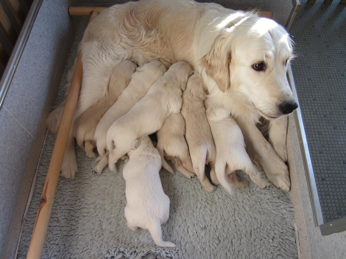 Golden retriever Grejsdalen Cimbo - Cimbo og mor Queen (Cimbo er den gule) billede 3