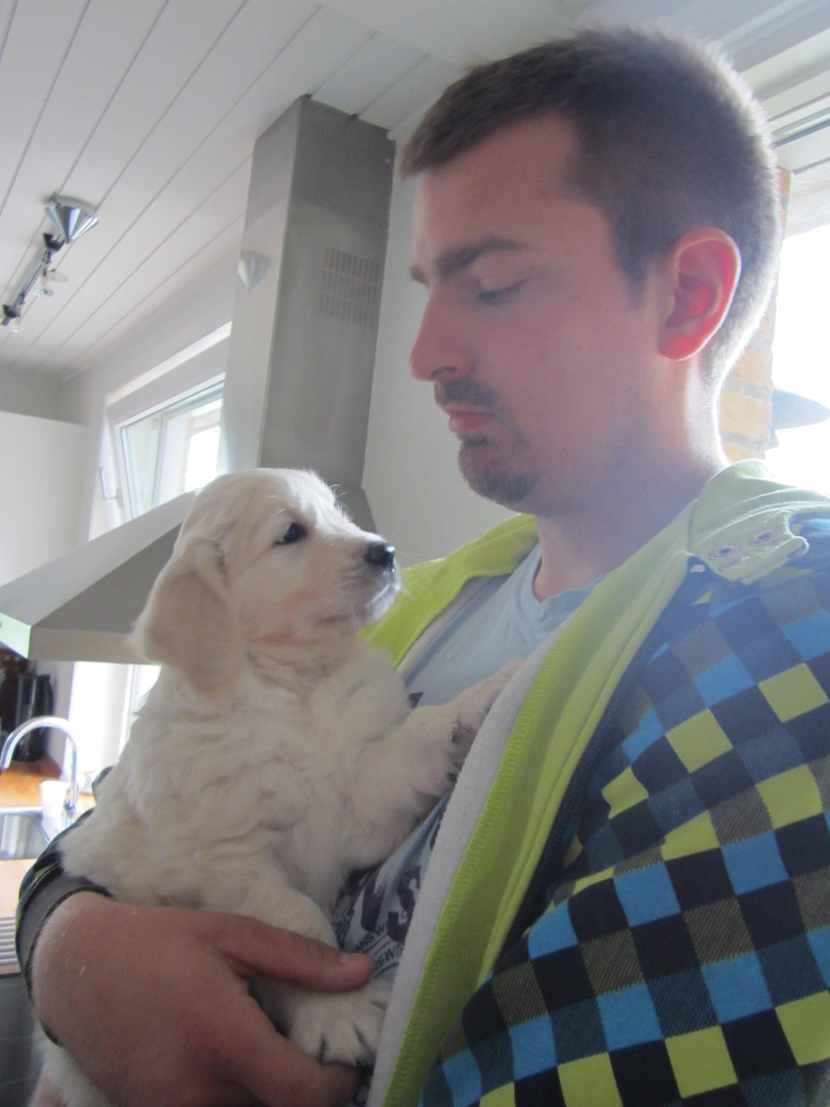 Golden retriever Grejsdalen Cimbo - Cimbo og far billede 4