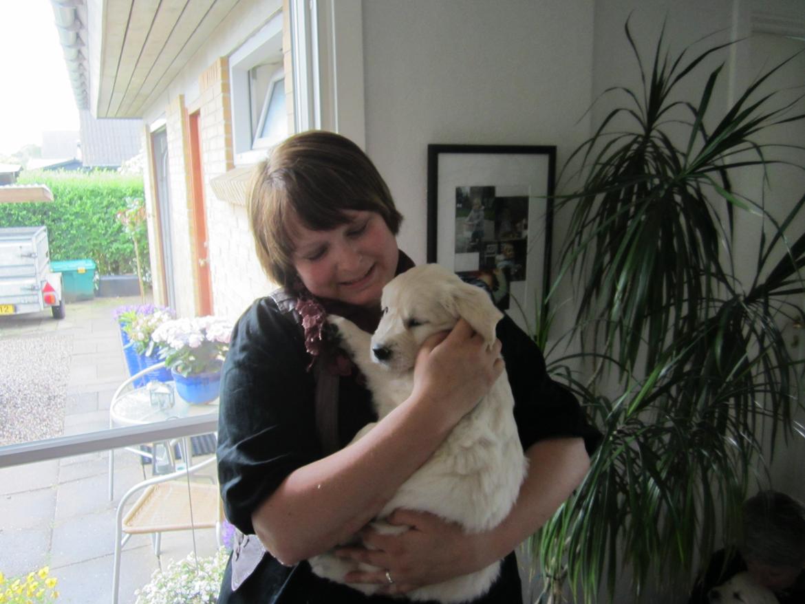 Golden retriever Grejsdalen Cimbo - Cimbo og mor  billede 5