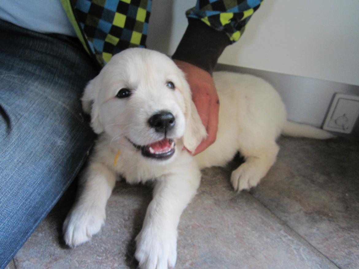 Golden retriever Grejsdalen Cimbo - Lille Cimbo billede 6