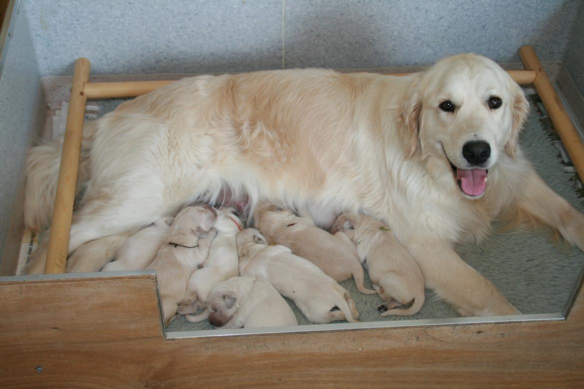 Golden retriever Grejsdalen Cimbo - Cimbo er den med den gulesnor billede 1