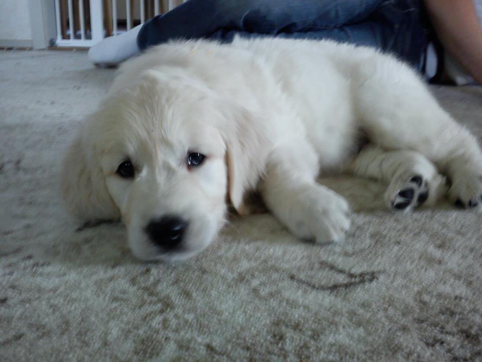Golden retriever Grejsdalen Cimbo - Lige ankommet til sit nye hjem  billede 7